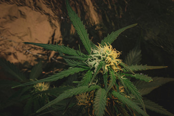 Cannabis plant