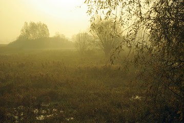 Fototapeta na wymiar Foggy morning in the forest. Misty mysterious morning in the wetlands. Autumn sunrise in fog on the meadow. View through leaves on misty autumn landscape.