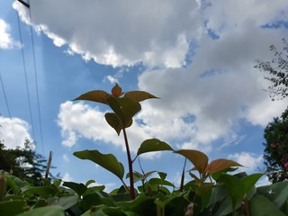 flower and sky