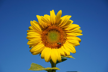 Large sunflower with a solid blue sky. Bee located on the flower head.
