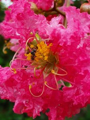 Beautiful flowers blooming in the Summer