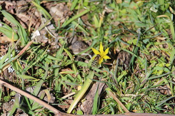 grass in the grass