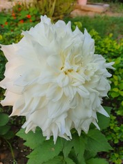 Beautiful flowers blooming in the Summer
