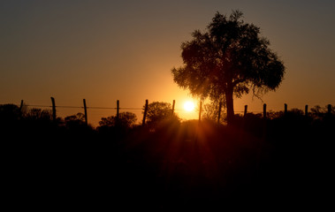 Silhouette with one tree and a fence with the sunset and streaming sun rays.
