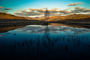 lone tree on a lone tarn