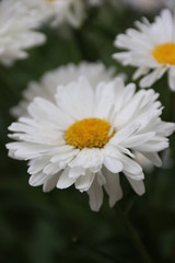 white daisy flower