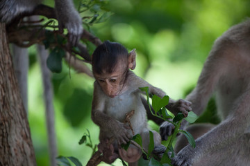 可愛いサル