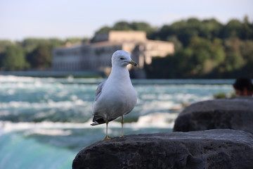 seagull on the beach