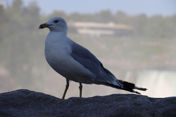 seagull on the beach