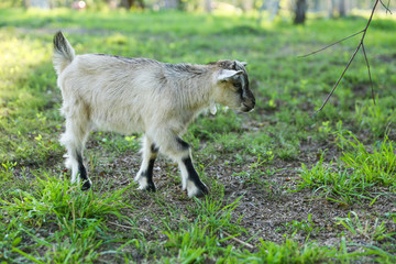 goatling walks on the grass in the meadow
