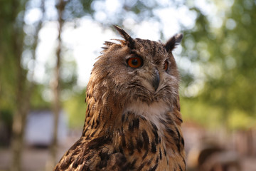 brown owl on the background of nature