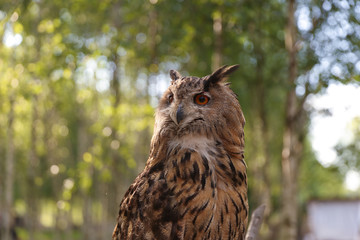 brown owl on the background of nature