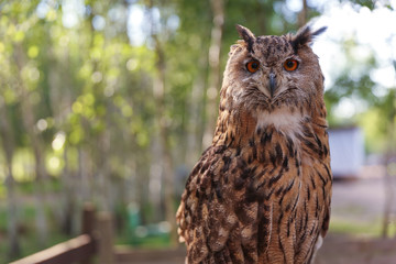brown owl on the background of nature