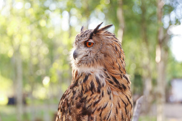 brown owl on the background of nature