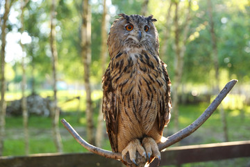 brown owl on the background of nature