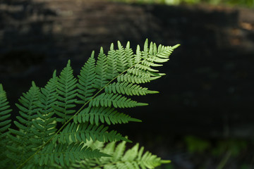 background of green fern in the forest top view