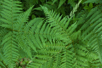 Fototapeta na wymiar background of green fern in the forest top view