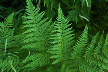 Fototapeta na wymiar background of green fern in the forest top view