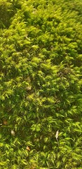 moss close up