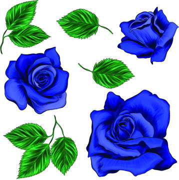 set of roses blue and leaves to create composition pattern flowers vector illustration