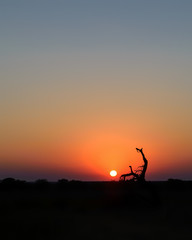 Fototapeta na wymiar Small, dead, leaning tree on an African horizon with a full sun at sunset.