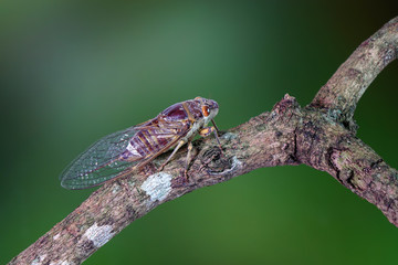Cicada in tropical forest. Cicada insect in summer season
