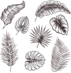 palm leaves set black and white sketch vector illustration