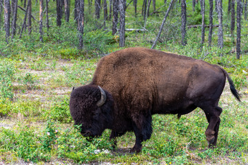 Big bison in the tree line on highway 3 on route to Yellowknife Northwest Territories Canada in a bison sanctuary  © derek