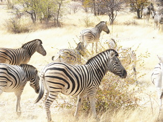 Fototapeta na wymiar zebras in Ethosha National Park in Namibia, Africa