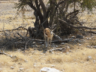A springbok stills under the tree in Etosha National Park in Namibia, Africa