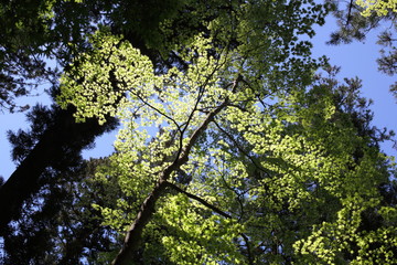 新緑を見上げる