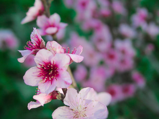 close up of pink flowers