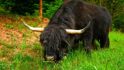 Close-up on an highland cow which is grazing the grass