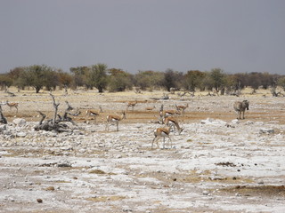 Fototapeta na wymiar Herd of Springbok in Etosha National Park in Namibia, Africa