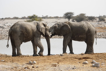 Fototapeta premium Elephants approaching the waterhole in Namibia, Africa