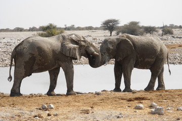 Elephants approaching the waterhole in Namibia, Africa