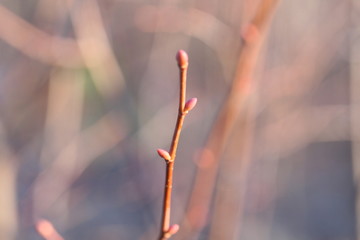 buds of a tree