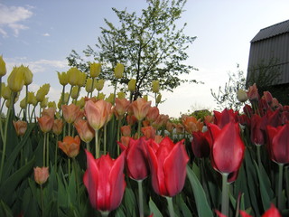 red tulips in the garden
