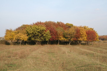 autumn in the park