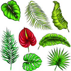 Fototapeta na wymiar palm leaves set color vector illustration