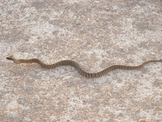 Cobra on the road in Ethosha National Park in Namibia, Africa
