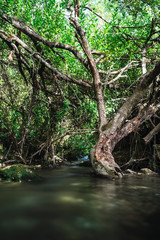 Ruta verde con cascadas