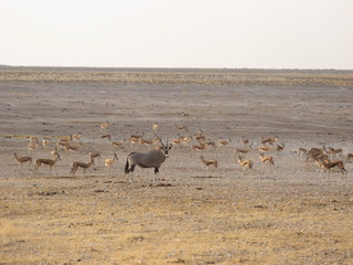 Fototapeta na wymiar Oryx and herd of Springbok in Etosha National Park in Namibia, Africa