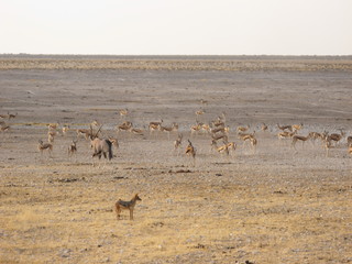 Fototapeta na wymiar Oryx, jackal and herd of Springbok in Etosha National Park in Namibia, Africa