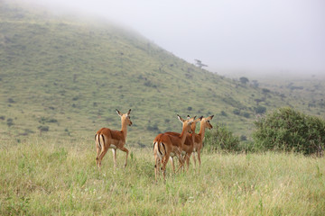 Photo of group of African impala antelope standing in field in Maasai Mara, Kenya, Africa
