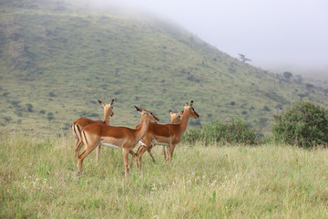 Photo of group of African impala antelope standing in field in Maasai Mara, Kenya, Africa