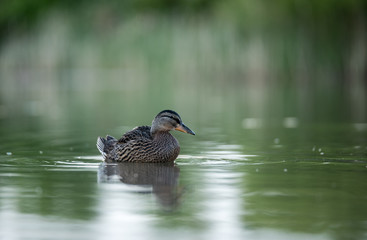 Canadian duck Gadwall in lake