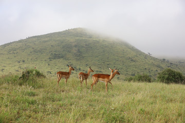 Photo of group of African impala antelope standing in field in Maasai Mara, Kenya, Africa