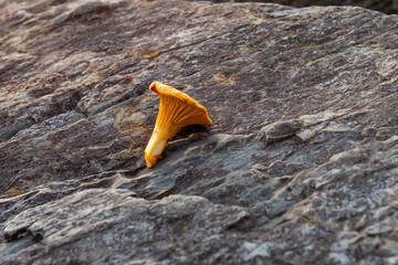 A single chanterelle mushroom lays on a rock. The orange color edible fungi is funnel shape. On the...