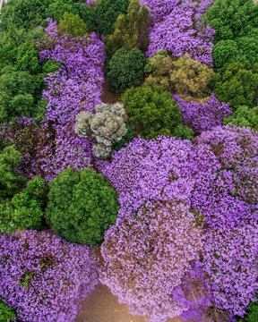 Vista a&eacute;rea de un grupo de jacarandas floreadas en la Ciudad de M&eacute;xico.